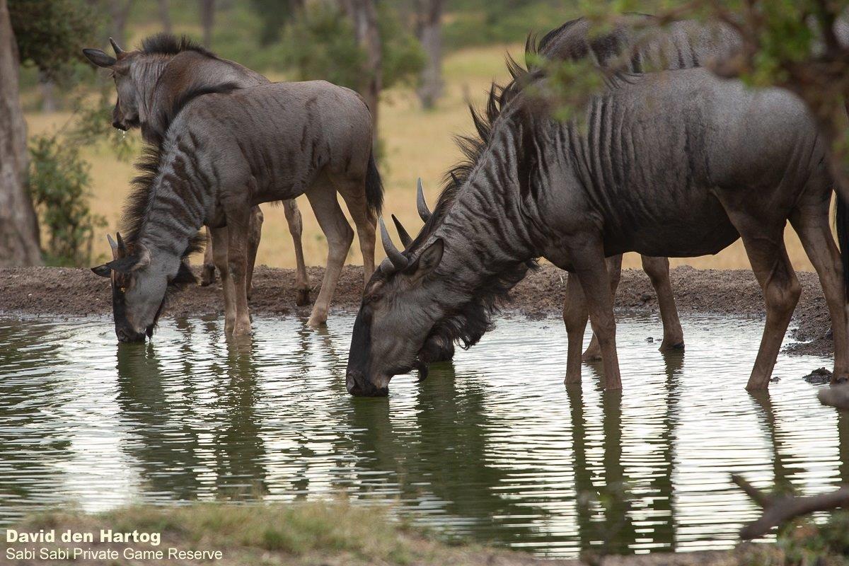 A26David Den Hartog Blue Wildebeest 16 03 2022 Final 2 A26David Den Hartog Blue Wildebeest 16 03 2022 Final 2