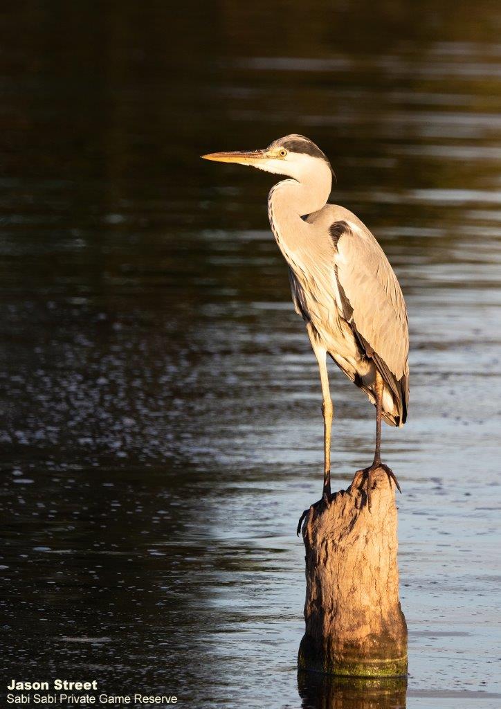 A26Jason Street Grey Heron 180522 Final A26Jason Street Grey Heron 180522 Final