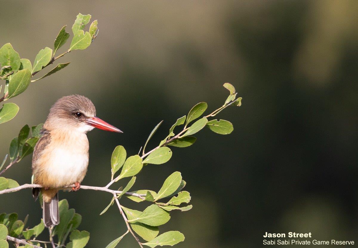A30Jason Street Brown Hooded Kingfisher 200522 Final A30Jason Street Brown Hooded Kingfisher 200522 Final