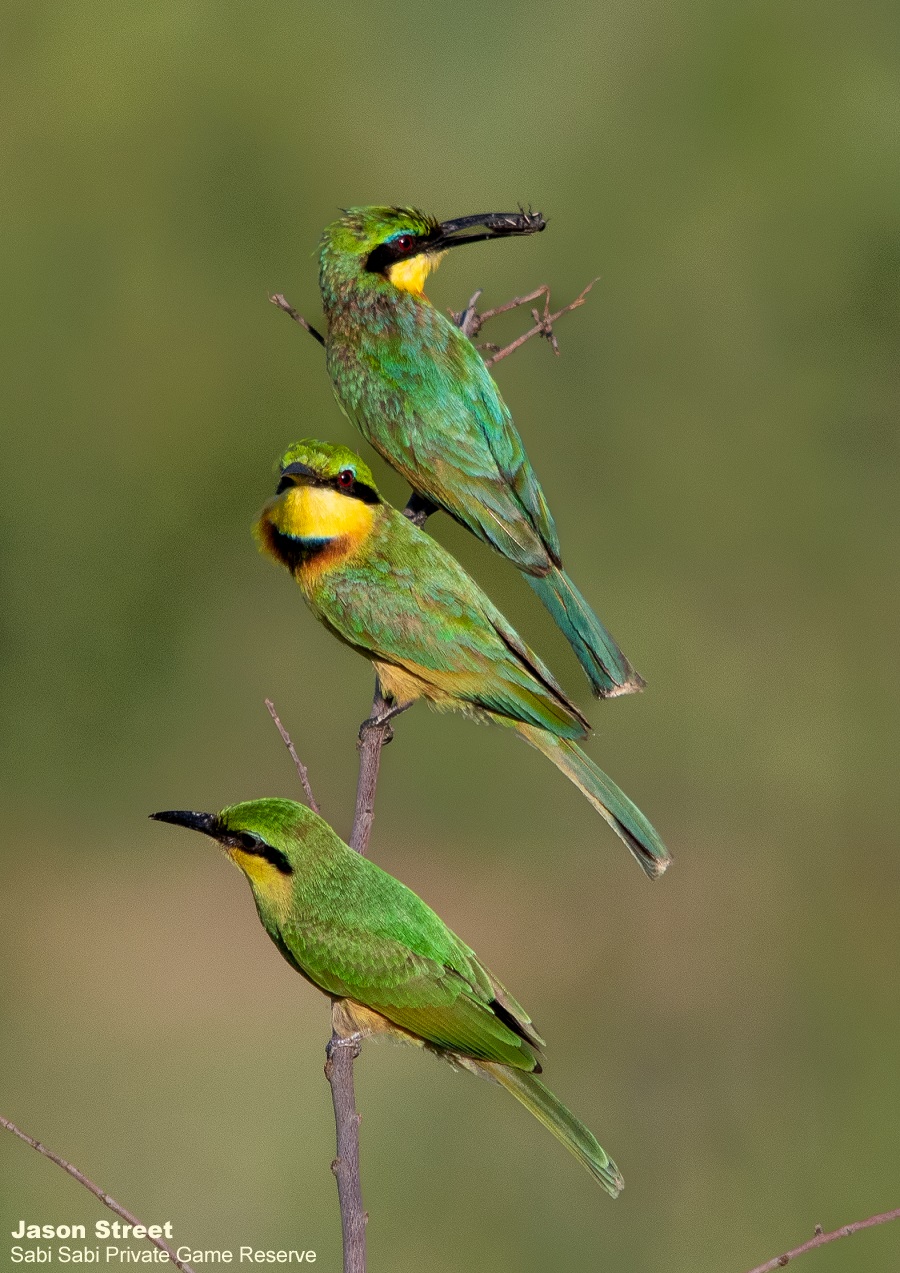 B01Jason Street Little Bee Eaters 150422 Final B01Jason Street Little Bee Eaters 150422 Final