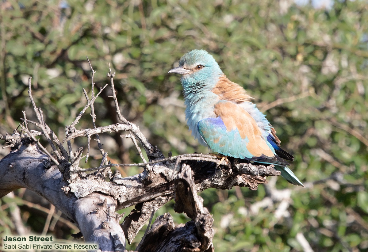 B03Jason Street European Roller 310322 Final
