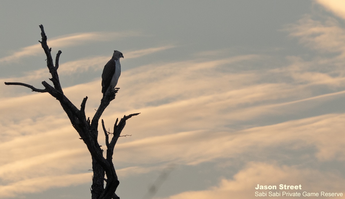 B04Jason Street Martial Eagle 310322 Final B04Jason Street Martial Eagle 310322 Final