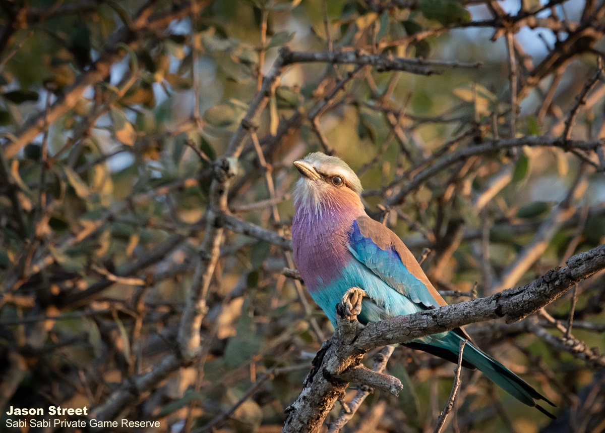 B05Jason Street Lillic Breasted Roller 070422 Final