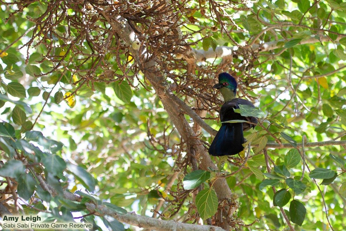 B06Amy Leigh Purple Crested Turaco In Fig 060222 Final B06Amy Leigh Purple Crested Turaco In Fig 060222 Final