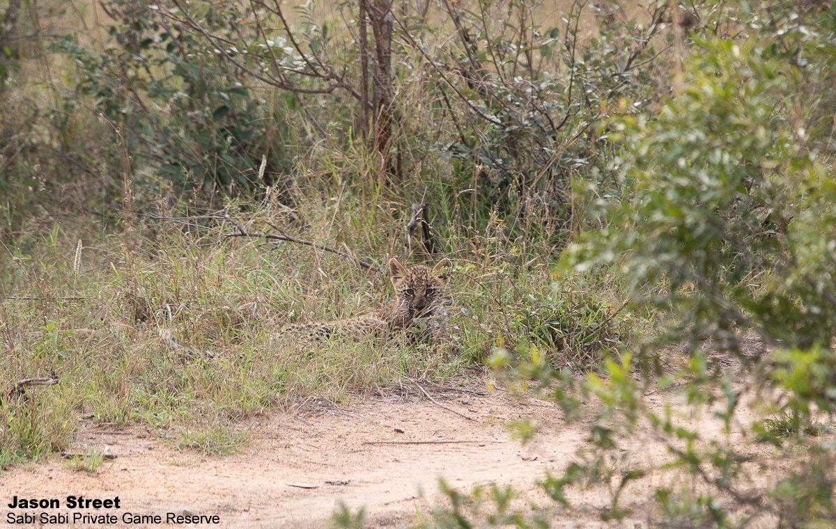 B06Jason Street Ntsumi Cub 120522 2  Final