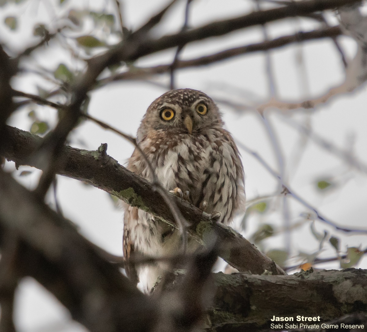 B07Jason Street PEARL SPOTTED 010422 Final
