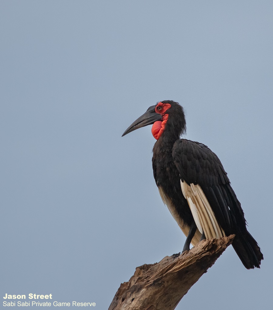 B08Jason Street Southern Ground Hornbill 260322 Final