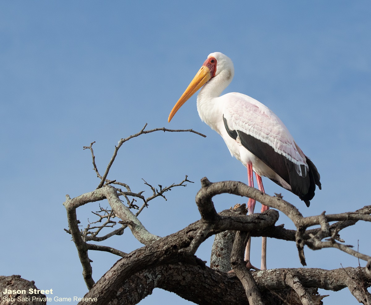 B09Jason Street Yellow Billed Stork 100422 Final B09Jason Street Yellow Billed Stork 100422 Final