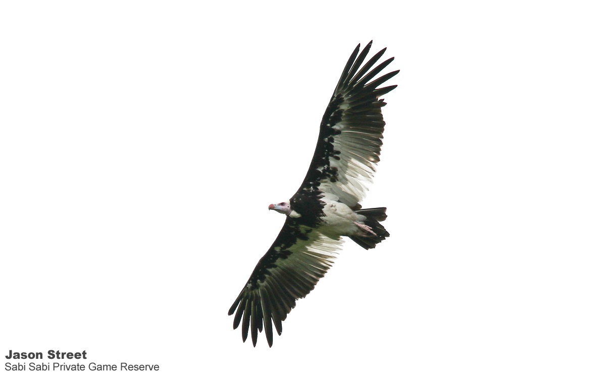 B10Jason Street White Headed Vulture 220322 Final