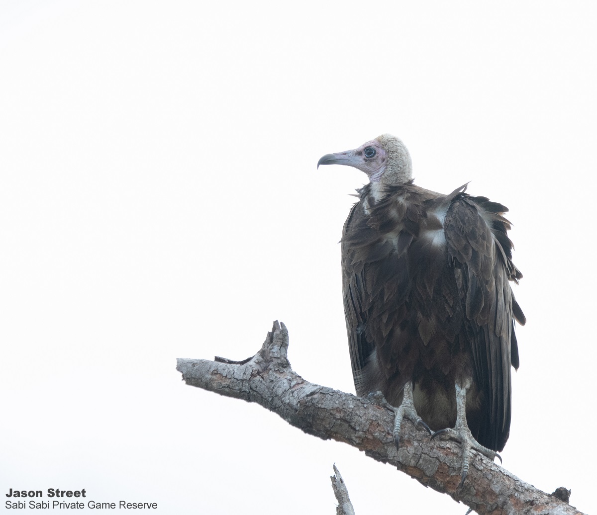 B13Jason Street VULTURE 010422 Final