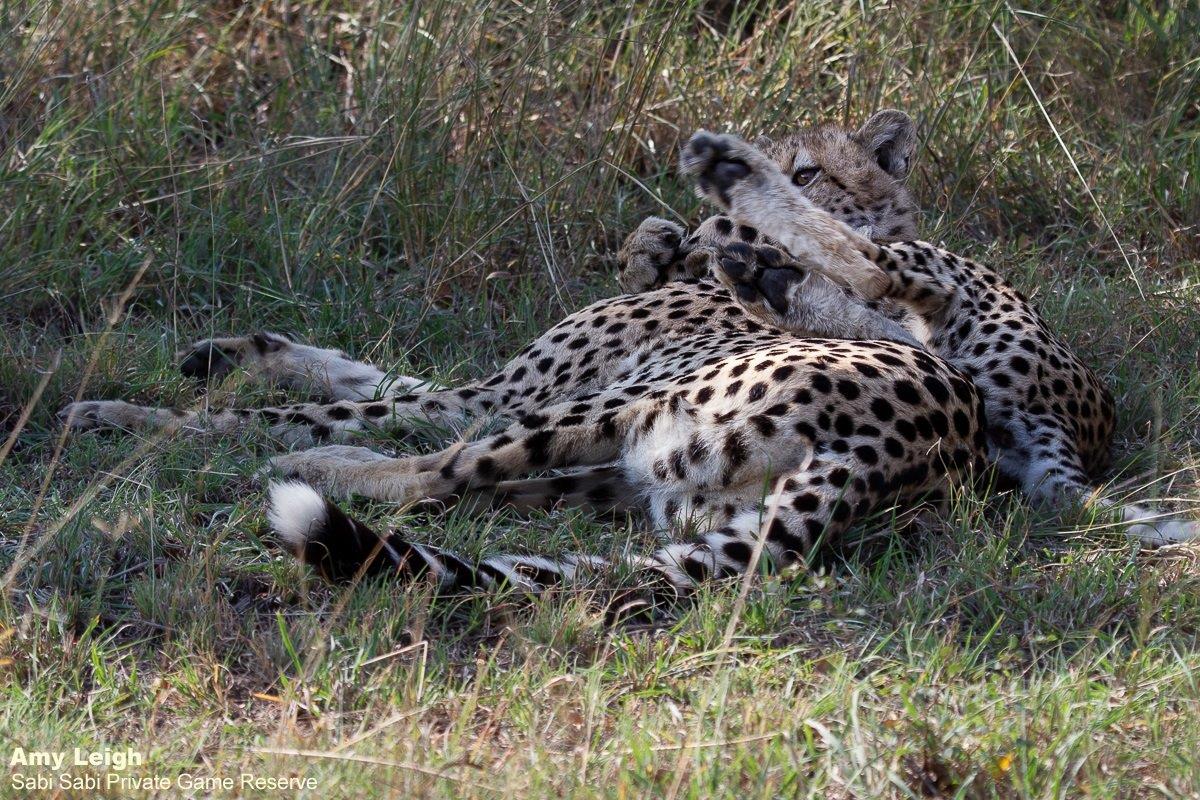 B15Amy Leigh Cheetah Cub 3 070422 Final