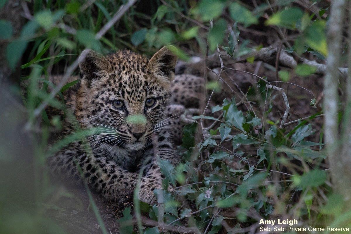 A08Amy Leigh Nsumi Cub 1 280522 Final