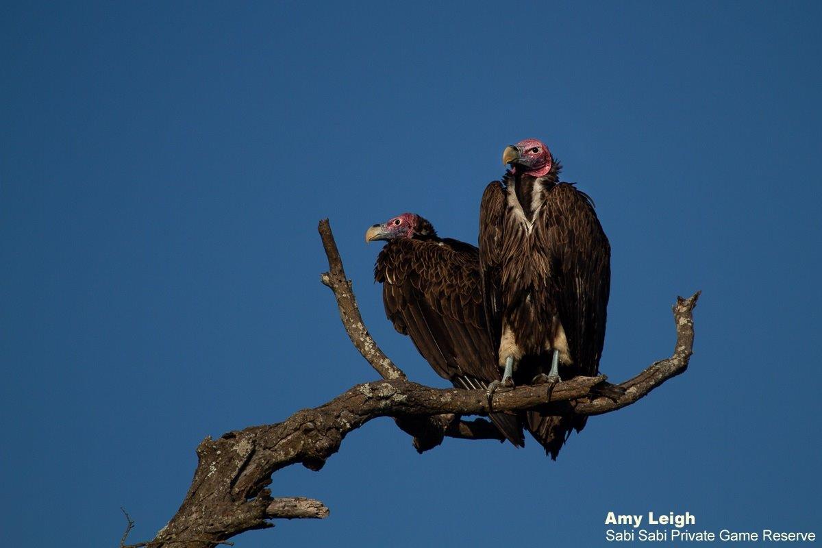 A16Amy Leigh Lappet Faced Vulture 060622 Final A16Amy Leigh Lappet Faced Vulture 060622 Final