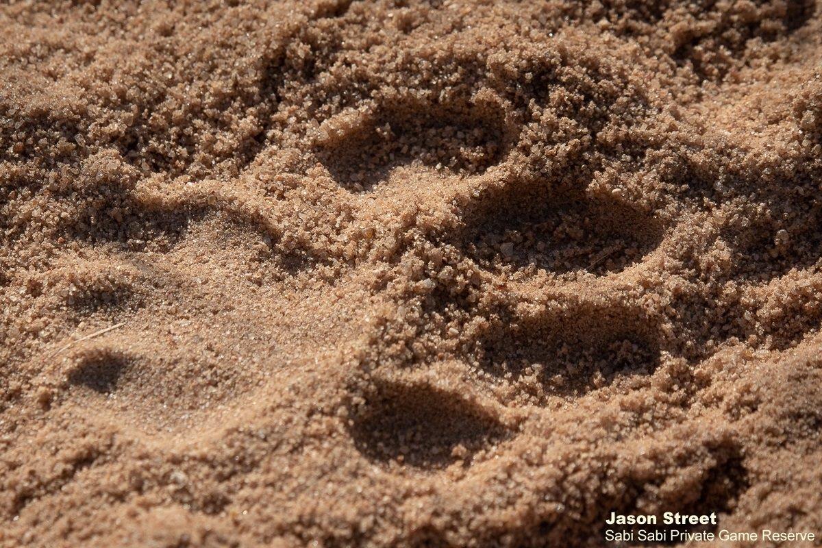 A18Jason Street Lion Track 290522 Landscape Social 2 Final A18Jason Street Lion Track 290522 Landscape Social 2 Final