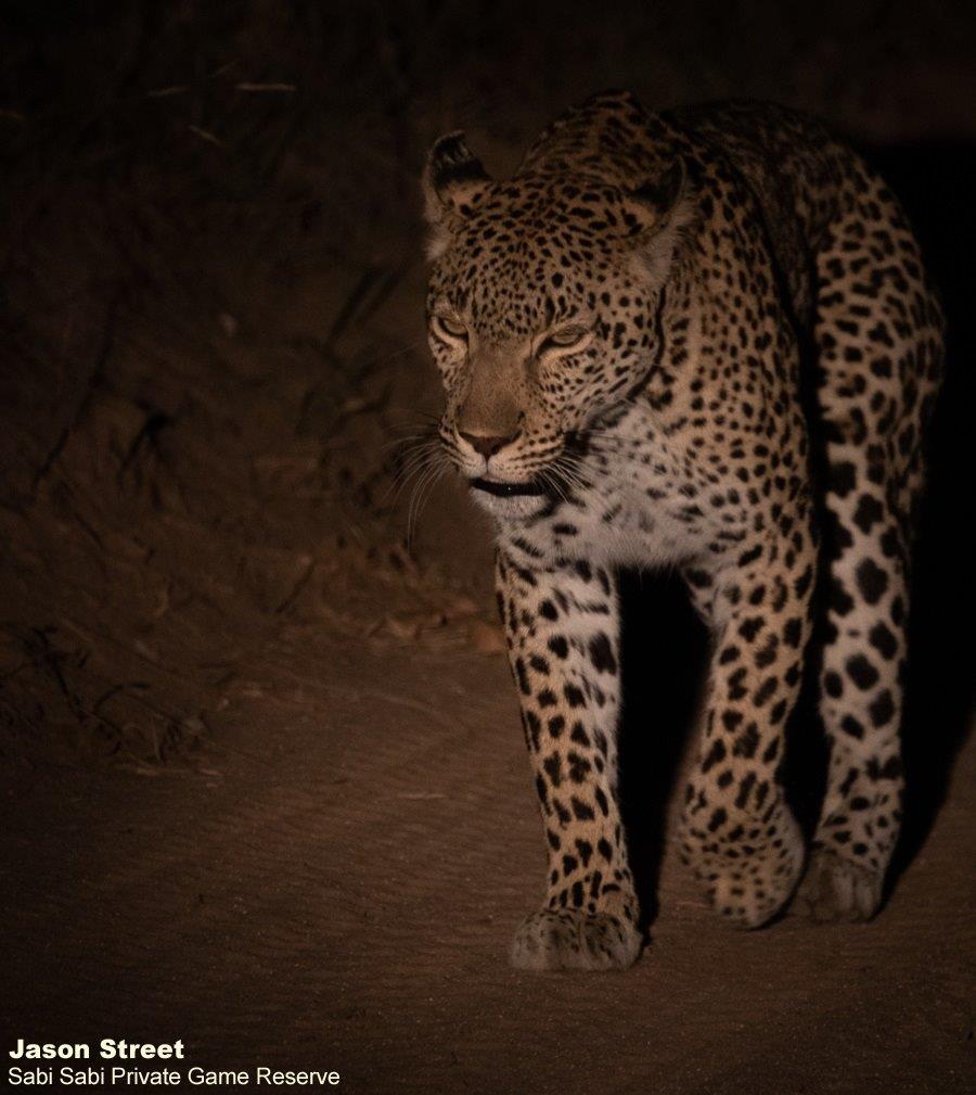 A29Jason Street Kigelia 190622 Final A29Jason Street Kigelia 190622 Final