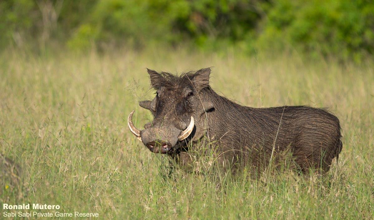 A33ronald Mutero Warthog 24052022 2 Final A33ronald Mutero Warthog 24052022 2 Final