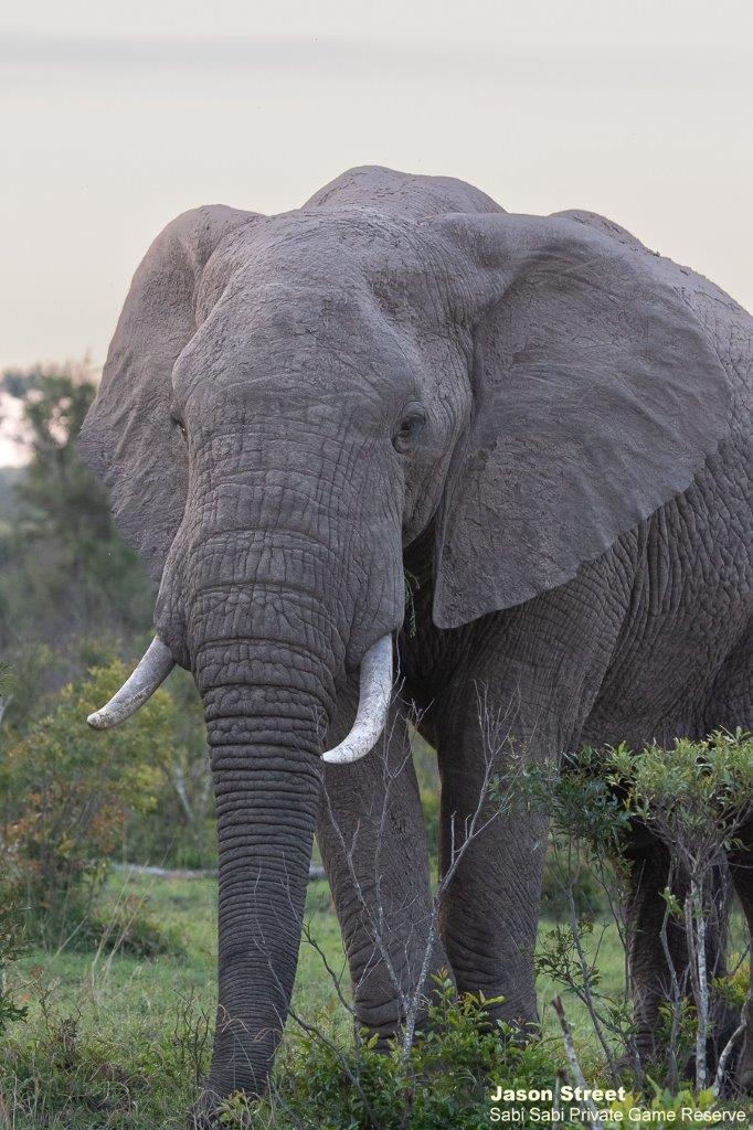 A34Jason Street Elephant 110522 Final A34Jason Street Elephant 110522 Final