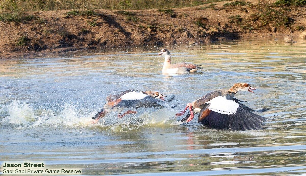 A37Jason Street Egyptian Goose 170622. Final A37Jason Street Egyptian Goose 170622. Final