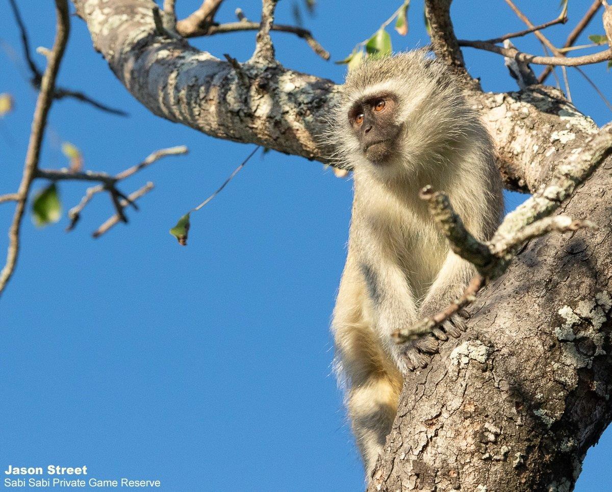 A42Jason Street Vervet Monkey 030622 Final A42Jason Street Vervet Monkey 030622 Final