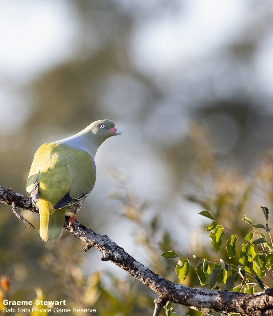 A43Graeme Stewart African Green Pigeon 050622 Final A43Graeme Stewart African Green Pigeon 050622 Final