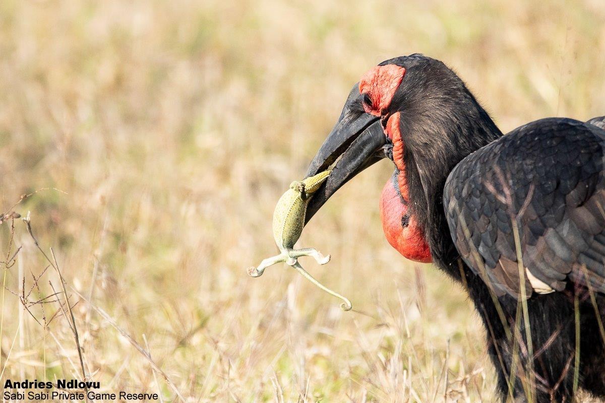 A03andries Hornbills.southernground 070722 2 Final A03andries Hornbills.southernground 070722 2 Final