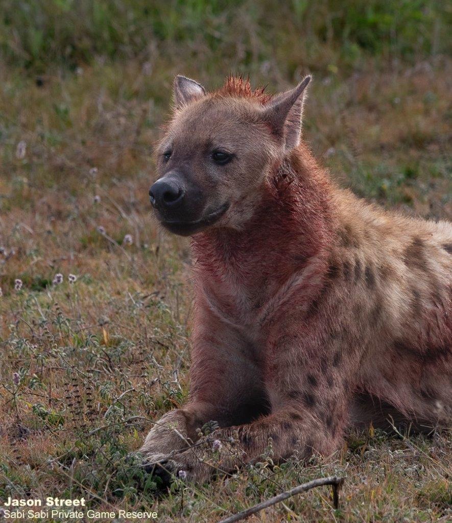 A05Jason Street Hyena 100722. Final A05Jason Street Hyena 100722. Final