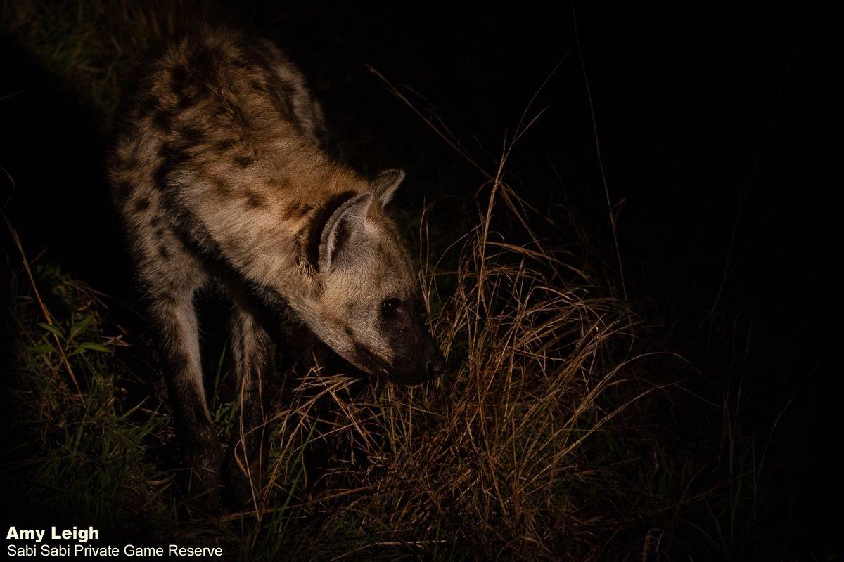 A26Amy Leigh Hyena 250622 Final