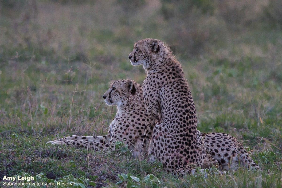 A40Amy Leigh Cheetah Cub 2 230622 Final A40Amy Leigh Cheetah Cub 2 230622 Final