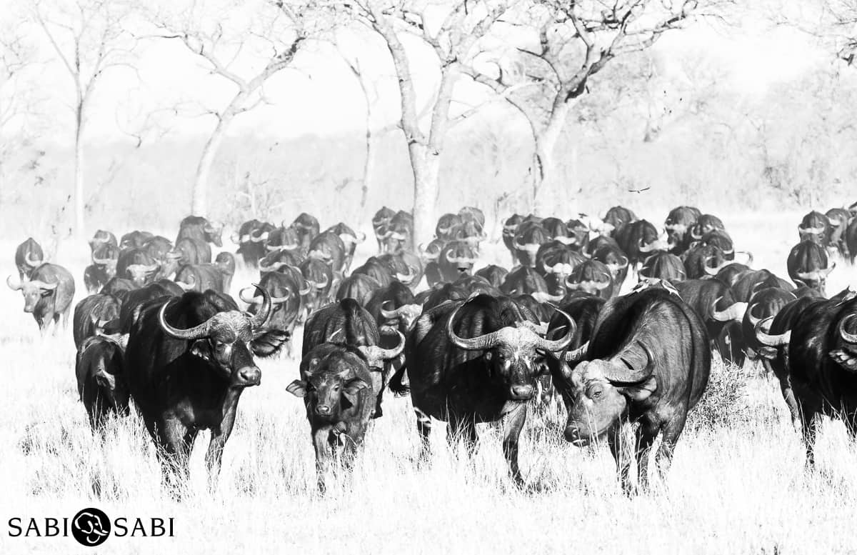 B02Kerry Lee Roberg Buffalo Herd Final B02Kerry Lee Roberg Buffalo Herd Final