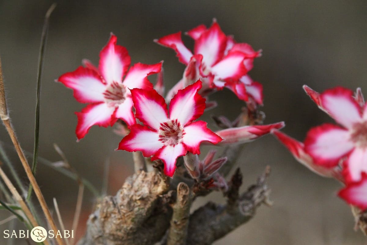 B04Erin Herbst Impala Lily 280521 Final B04Erin Herbst Impala Lily 280521 Final