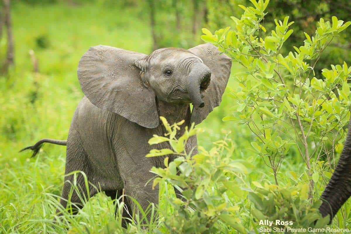 B08Ally Ross 20190116 Elephant 02 Final B08Ally Ross 20190116 Elephant 02 Final