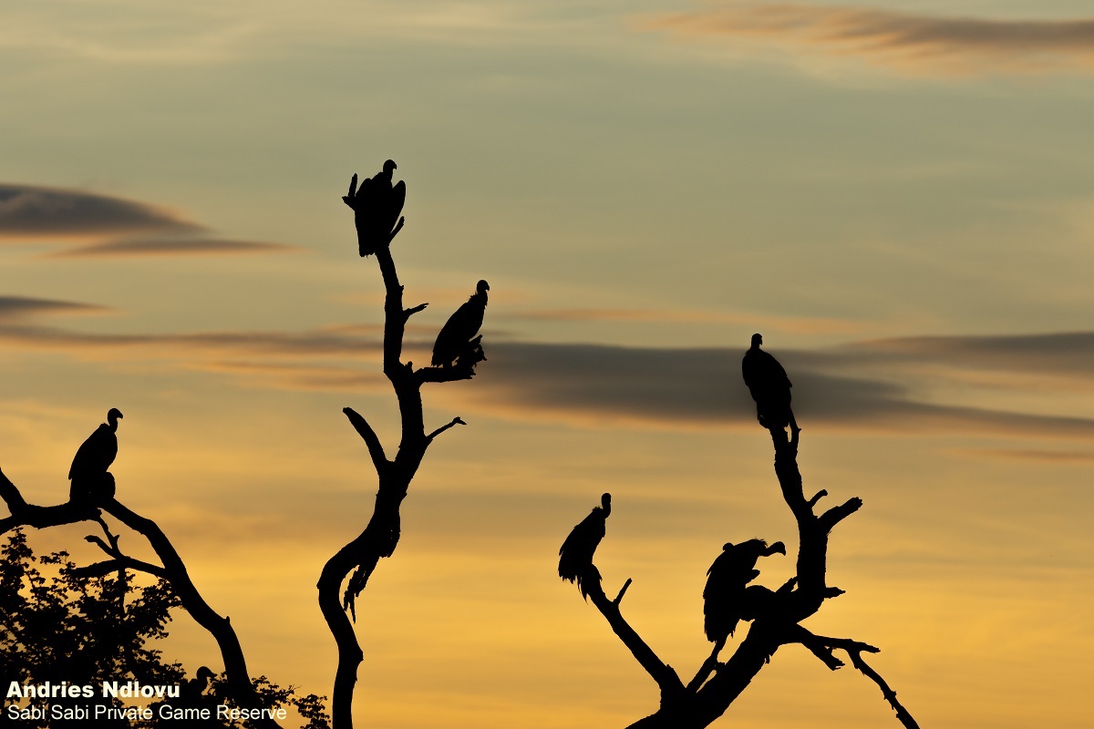 04andries Vulture.sunset.general Final 04andries Vulture.sunset.general Final