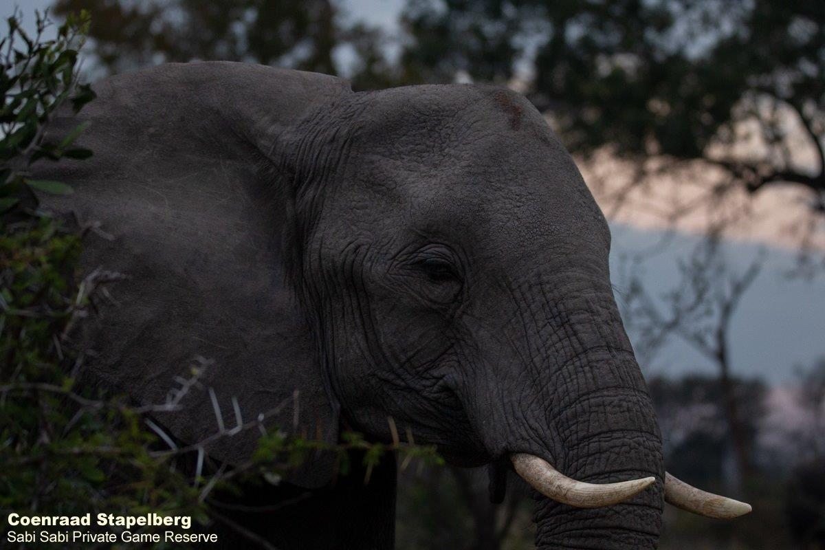 A15Coenraad Stapelberg Elephant 220722 3 Final A15Coenraad Stapelberg Elephant 220722 3 Final