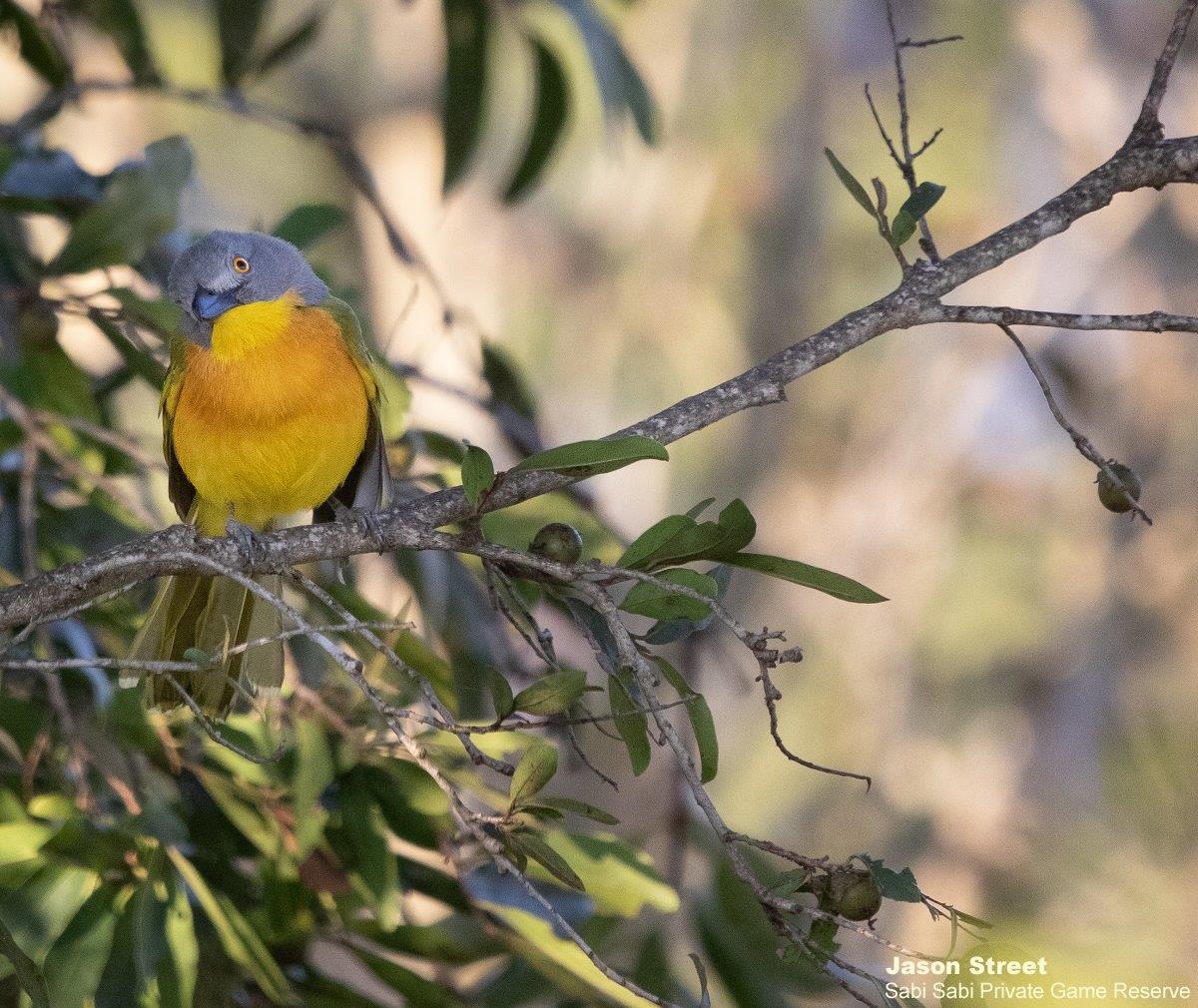 A16Jason Street Grey Headed Bush Shrike 140822 Final A16Jason Street Grey Headed Bush Shrike 140822 Final