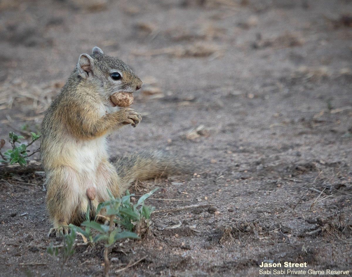 A19Jason Street Squirrel 060422 Final A19Jason Street Squirrel 060422 Final