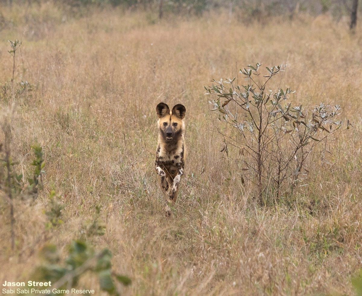 A19Jason Street Wilddog 060822 2 Final