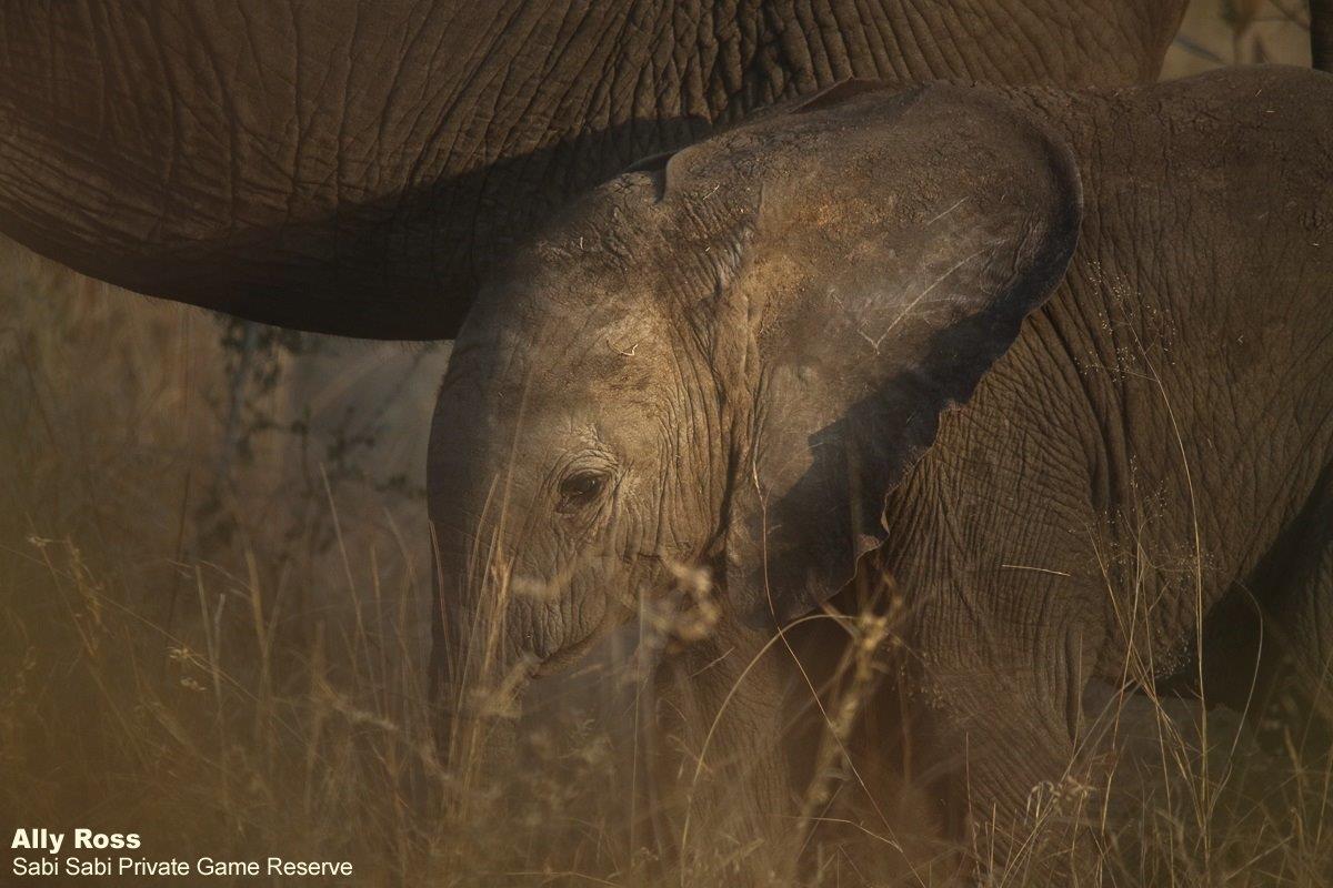 A24Ally Ross 20220828 Baby Elephant 02 Final