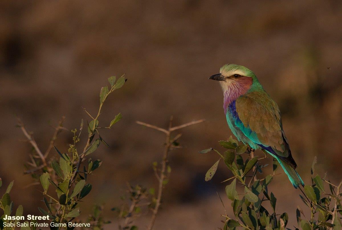 A27Jason Street Lilac Breasted Roller 310722. Final A27Jason Street Lilac Breasted Roller 310722. Final