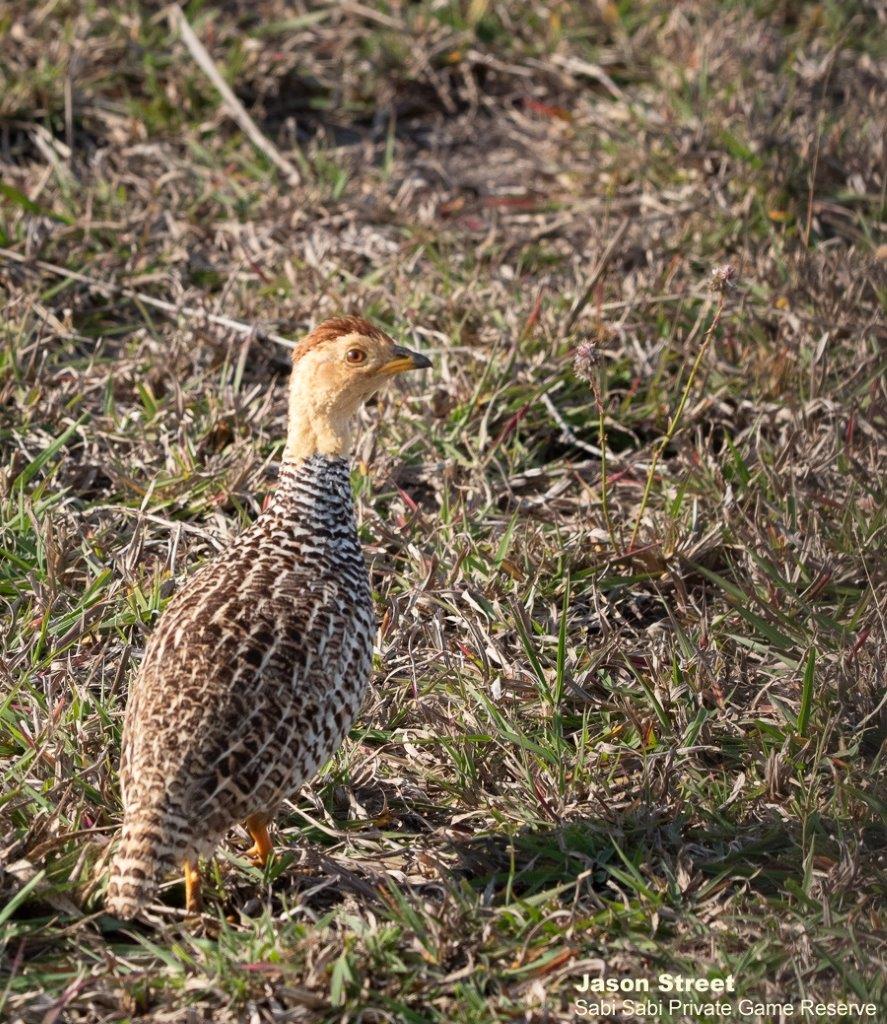 A28Jason Street Couqui Francolin 070822.  Final