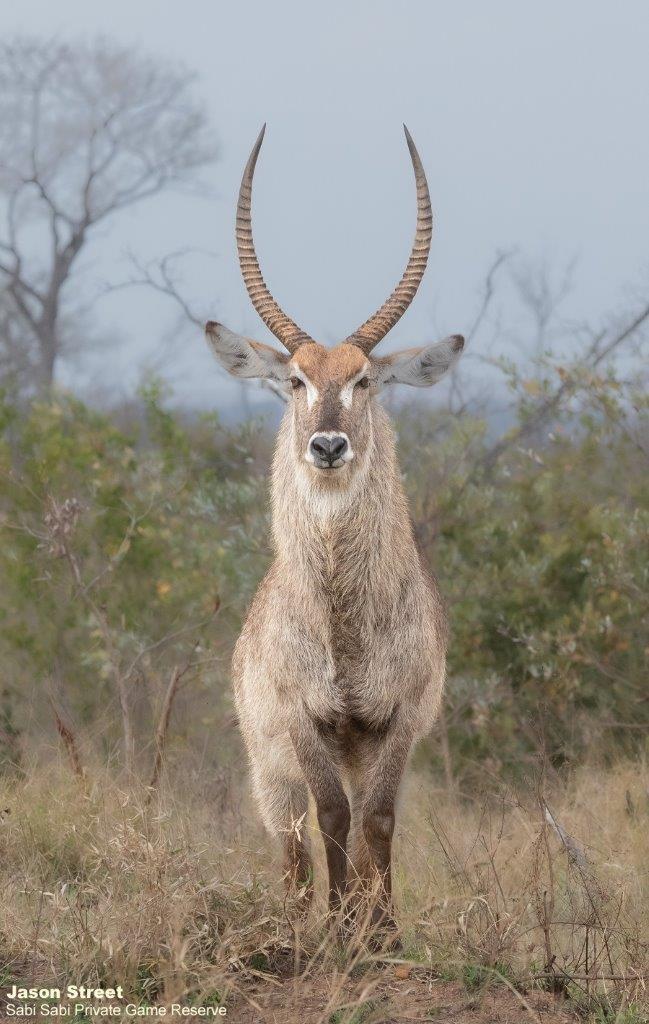 A28Jason Street Waterbuck 190822 Final A28Jason Street Waterbuck 190822 Final