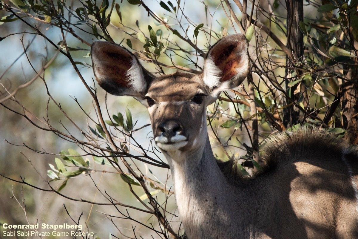 A31Coenraad Stapelberg Kudu 200722 3 Final