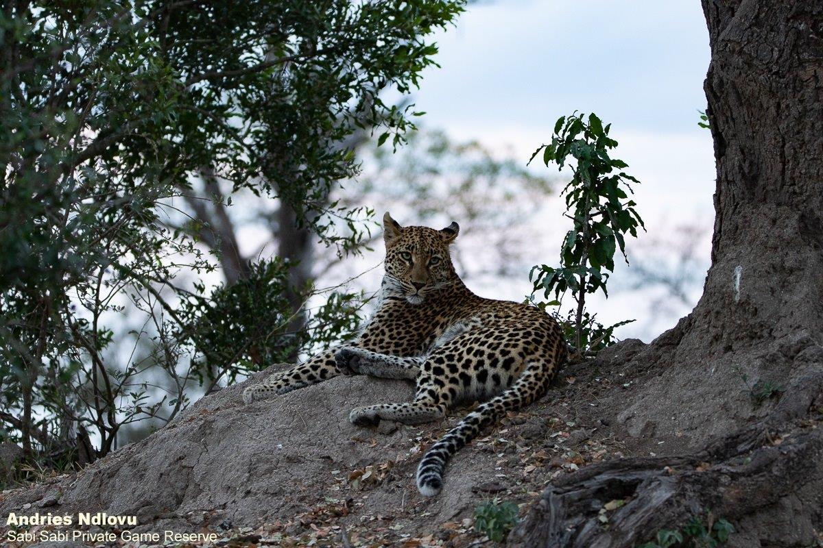 B01andries Leopard.ngolonyi Blog 1 Final B01andries Leopard.ngolonyi Blog 1 Final