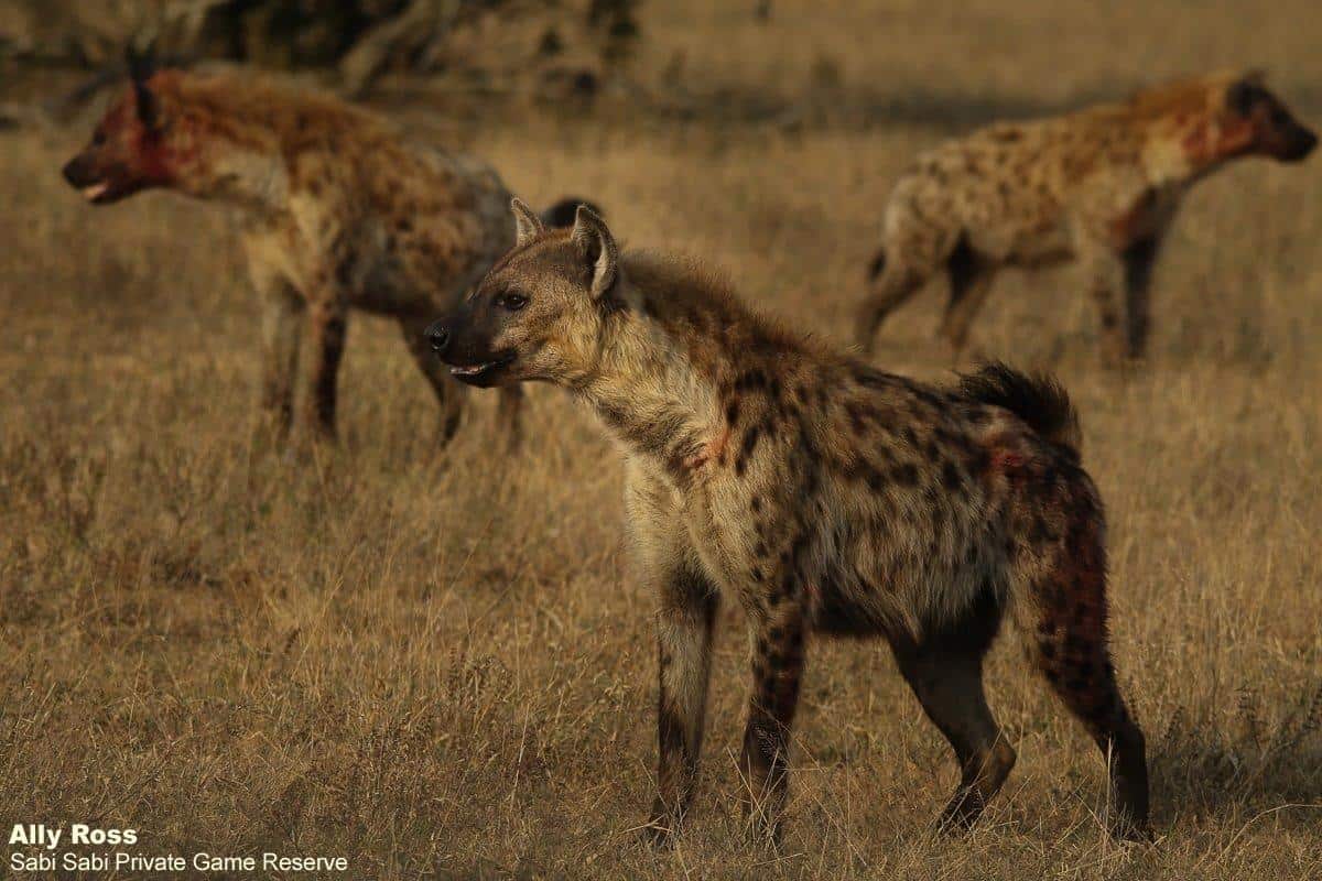 B12Ally Ross 20220820 Hyena 03 Final