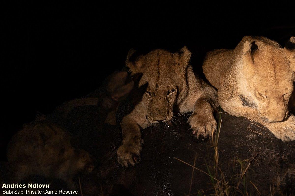 B16andries Lions.mangeni Blog 3 Final B16andries Lions.mangeni Blog 3 Final