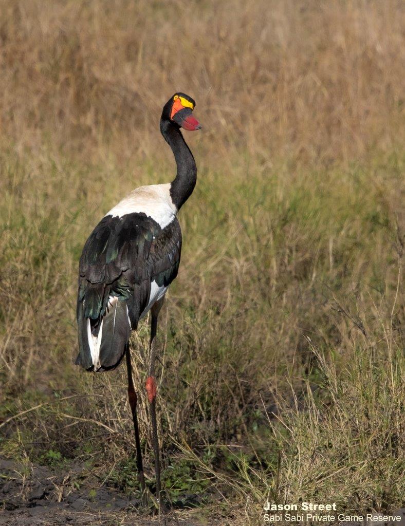 A30Jason Street Sadle Billed Stork 030933 1. Final A30Jason Street Sadle Billed Stork 030933 1. Final