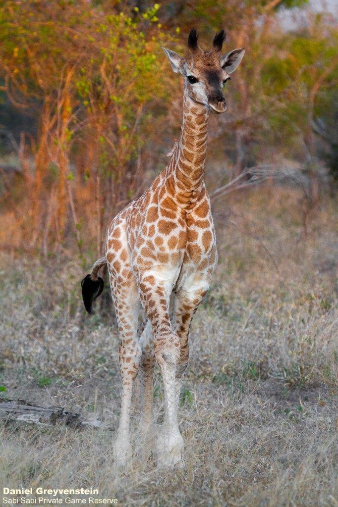 A43Daniel Greyvenstein Baby Giraffe 050922 Final