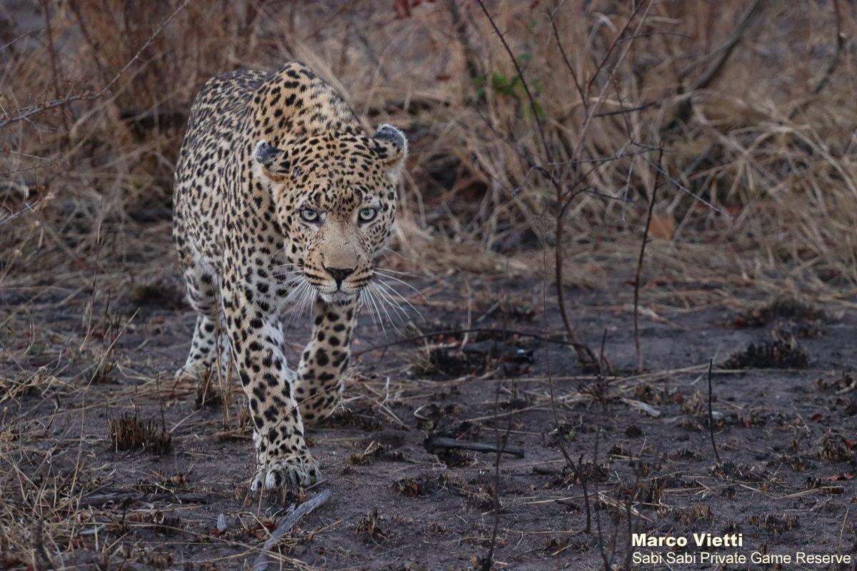 B05Marco Vietti Dewane 1 300821 Final B05Marco Vietti Dewane 1 300821 Final