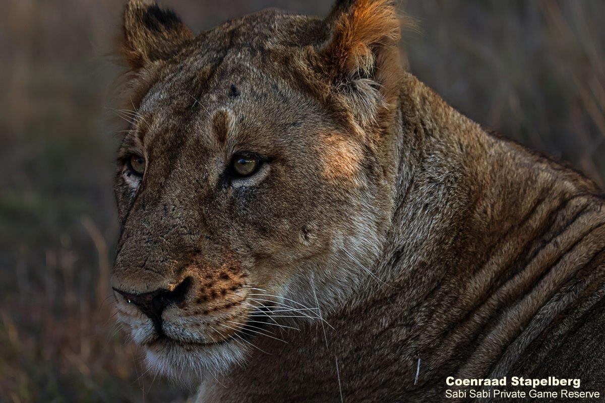 B06Coenraad Stapelberg Lioness 100922 6 Final B06Coenraad Stapelberg Lioness 100922 6 Final