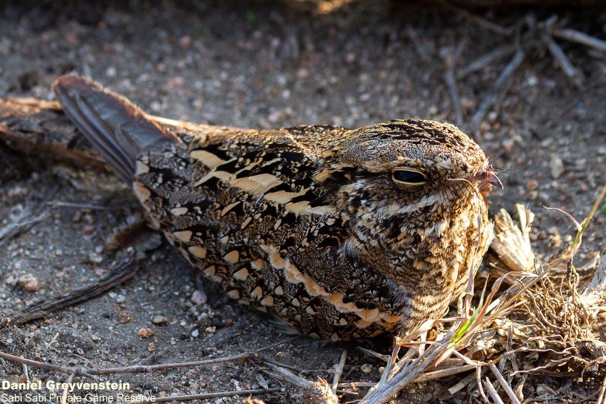 A01Daniel Greyvenstein Nightjar 270922 FINAL A01Daniel Greyvenstein Nightjar 270922 FINAL