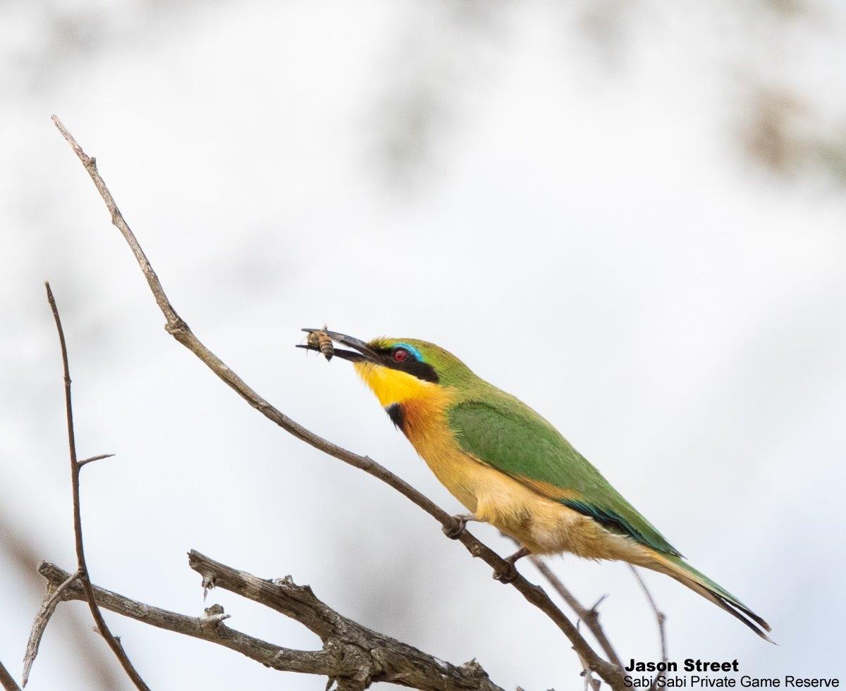 A02Jason Street Little Bee Eater 260922 1 FINAL. A02Jason Street Little Bee Eater 260922 1 FINAL.
